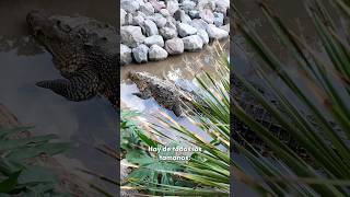 Este fin de semana visita el Zoológico del Altiplano y conoce el nuevo✨cocodrilario, está increíble.