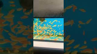 BEAUTIFUL GOLD FISH l LARGE TANK