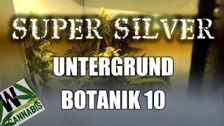 Super Silver | Untergrundbotanik Marijuana Grow № 10