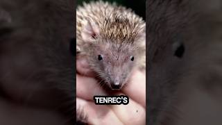 Tenrec Tiny…#fact #youtube #youtubeshorts #randomfacts #foryou #nature