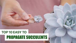 10 Easy To Propagate Succulents // Joy Garden Succulent