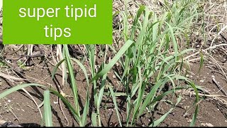 paano magapply Ng herbicide sa tanim na tubo#shortcut #tecnique #farming #tips #tutorial