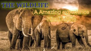 THE WILDLIFE ' A Amazing experience Hindi Movie #wildlife #hindi #animalmovie #nature #discovery