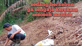 BERKEBUN DI DESA |memberi pupuk kompos di tanaman ku #kebunku #pertanian