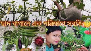 এই মুহূর্তে আমার ছাদ বাগানে প্রায় 20 রকমের সবজি রয়েছে/আজ সকালে কি কি সবজি সংগ্রহ করলাম দেখুন 😱।