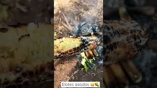 Elotes asados 😋🌽 se llego la temporada           #agricultura #agriculture #plantas #maize