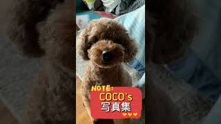 COCO`s写真集1