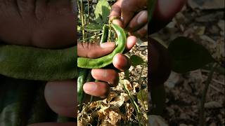 the beans are ready to be picked #nature #farming #beans #shorts