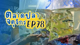 ทัวร์ตลาดปลาลานเร่ l วันที่ 13 ธ.ค. 66 | ตลาดปลาจตุจักร EP 78