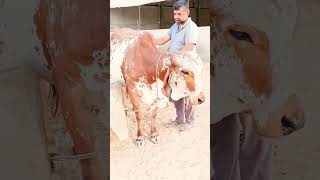 top gir breeding farm || results of Kanhaiya gir Bull