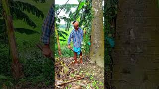 Bananas cutting scene, food. (ep-1).#shorts #viral #shortvideo