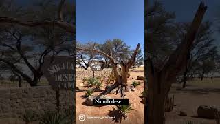 Desert life in Namibia.