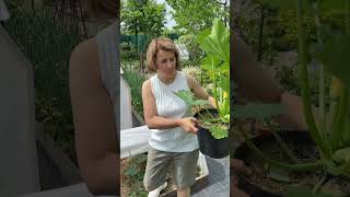 Ранний урожай кабачков #shortvideo #garden