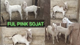 Ful pink skin sojat goats  sojat female