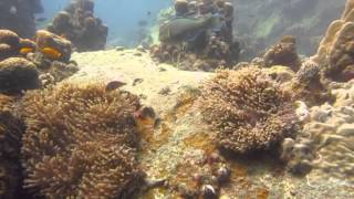 Scuba Diving -Koh Tao 27.10.2012 (part1)