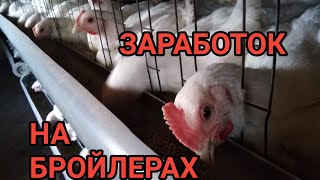 Выращивание бройлеров для заработка / С чего начать