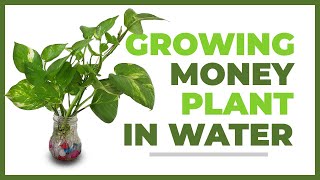 Money Plant || How to grow money plant in water