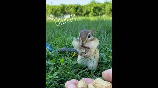 Chippy and Chiplin🐿️#chipmunk #シマリス #mogumogu #かわいい #chipmunkparadise