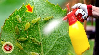 INSECTICID ORGANIC MAGIC ÎMPOTRIVA TUTUROR DĂUNĂTORILOR - Brut de eficient!