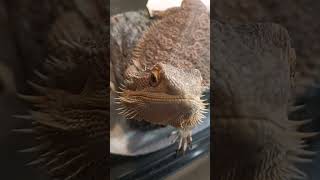 Adorable Bearded Dragon!