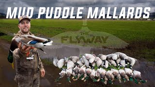 Hunting Mallards & Honkers over a TINY MUD PUDDLE! (4 MAN LIMIT)