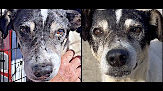 Injured Old Dog Saved By Your Kindness!