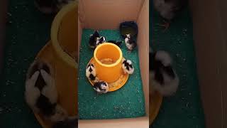 BOX penghangat untuk anak ayam baru beras #shorts #ayam #videoshort