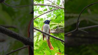 Rare Beauty: Indian Paradise Flycatcher