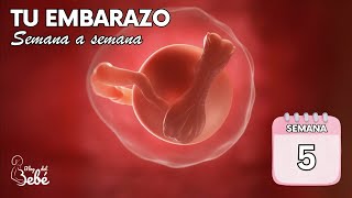 ❤️ Semana 5 de embarazo 🤰 Síntomas, consejos y desarrollo del bebé | El embarazo semana a semana