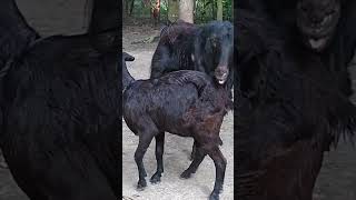 Lots of two goats they do very beautiful surprising shoots we enjoy 2024 | Episode : 3