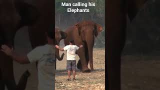 A Man calling his Elephants #shorts