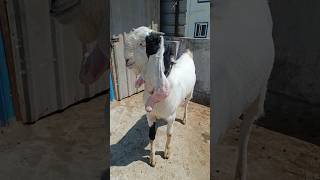 HYDERABADI GOAT🐐TOP QUALITY👉MALE