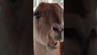 Llama Eating Funny #funny #lama  #naturevibes