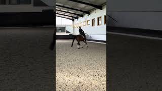 Working Equitation - Tiago Alves first time trying L’eximio