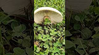 mushroom and clover