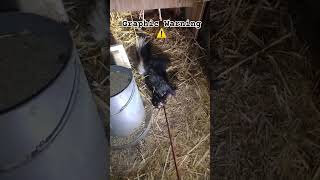 Chicken predator shot dead #chicken #predator #bow #shot #gsd #hunting #skunk