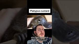 Platypus custard