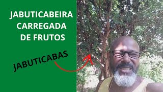 JABUTICABEIRA CARREGADA DE FRUTAS JABUTICABA