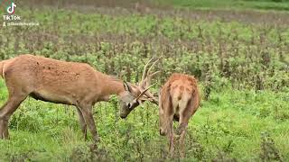 Red Deer Fighting.