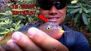 Creek Chub Fishing at Abrams Falls in Cades Cove - Tennessee Trip Day 2