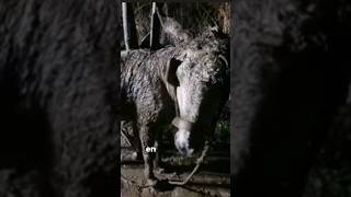 El Burro Habló 🤐 #paranormal #miedo #paranormales #sobrenatural