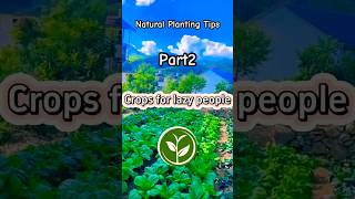 Crops for lazy people #garden #shortvideo #plants #youtubeshorts #howto #viralvideo #agriculture