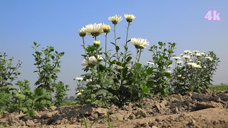 বাংলাদেশে চন্দ্রমল্লিকা ফুলের চাষ (Chrysanthemum) in 4K