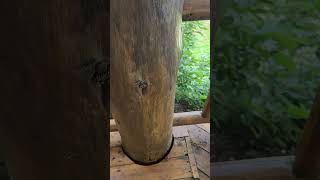 Untreated log  deck posts after 27 years