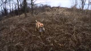 POV Illinois Pheasant hunt