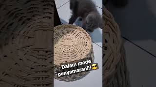 sedang dalam mode penyamaran #cat #catlovers #cats #catlover #catvideos #catholic #catvideo