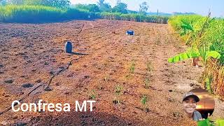 Fotos capturadas perto de confresa próximo a agrovila pé de caju