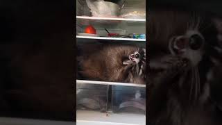 Raccoon eats in refrigerator