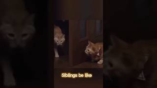 Funny Cat Moments 😂😂 #funny #shorts #cat