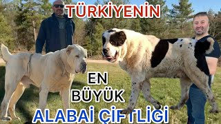 TÜRKİYENİN EN BÜYÜK TÜRKMEN ALABAİ ÇİFTLİĞİ  DEVASA VE KORKUNÇ KÖPEKLER